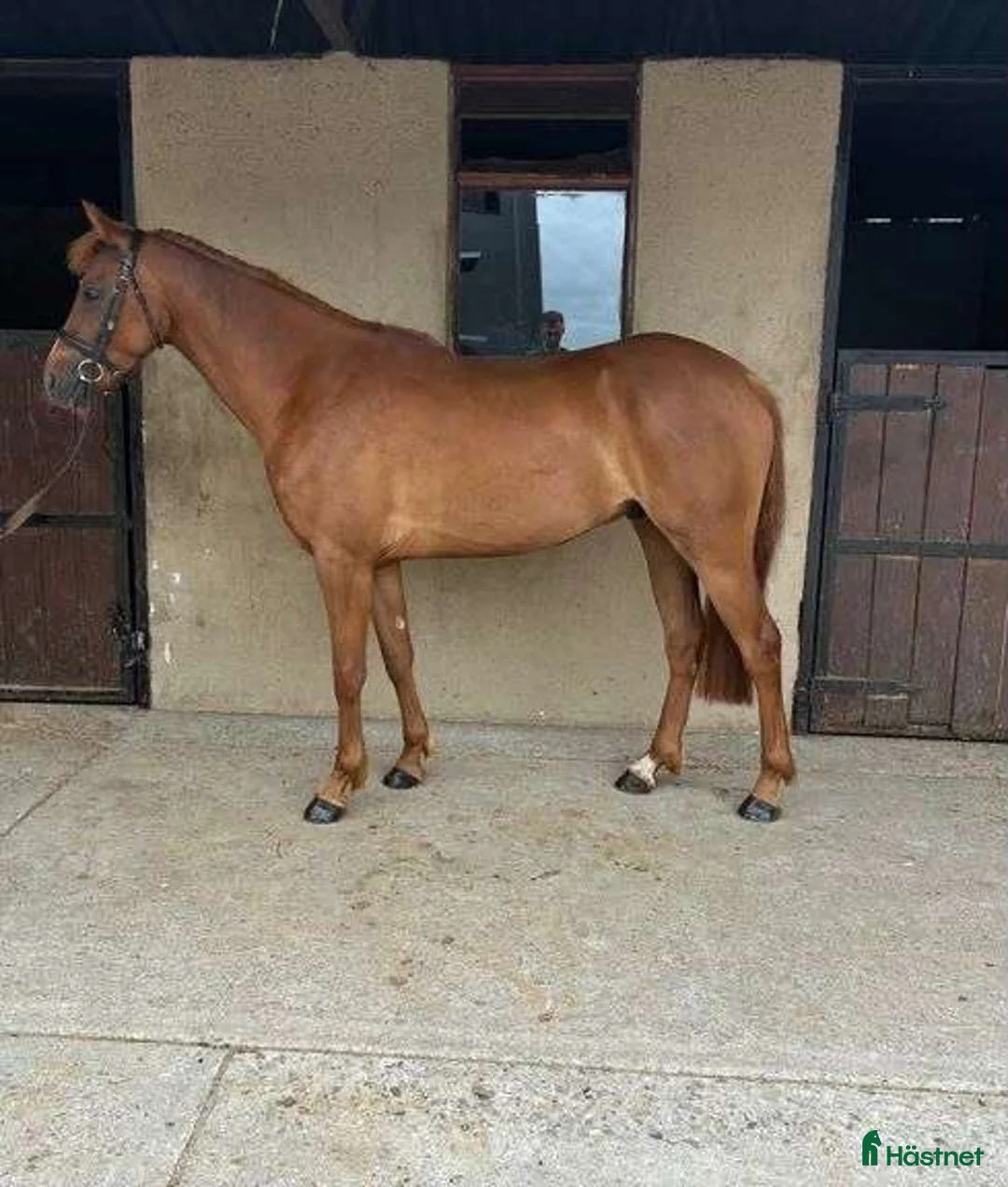Allround hästar till salu: Hopp ponny 🐴 - Annons 2