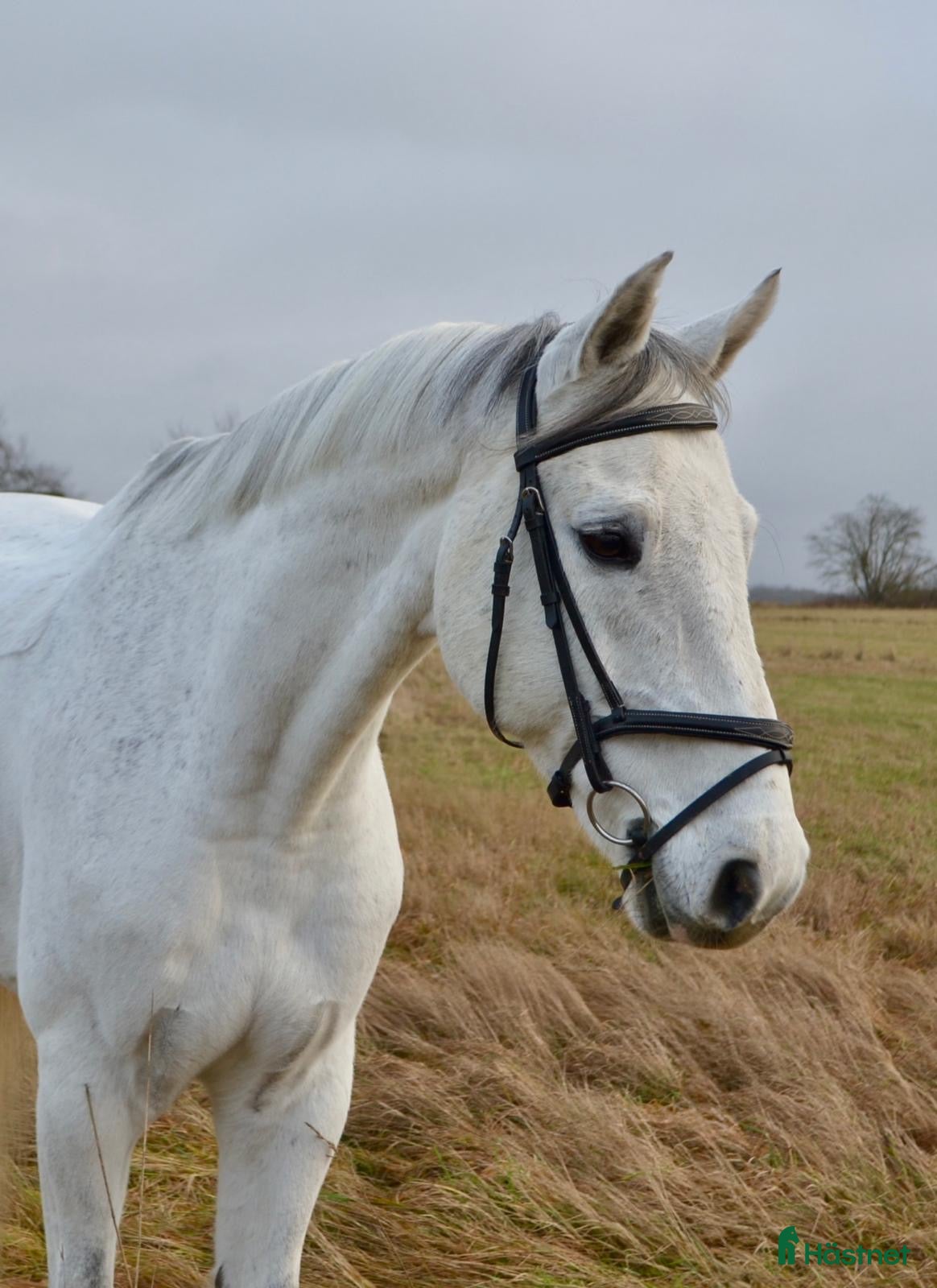 Allround hästar till salu: LÄROMÄSTARE/ YOUNG RIDER i Ekeby - Annons 1