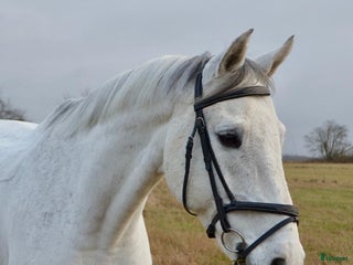 Allround hästar till salu: LÄROMÄSTARE/ YOUNG RIDER i Ekeby - Annons 1
