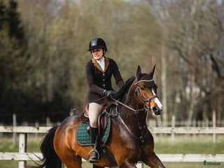 hästar Vacker valack för valfri gren i Broby - Annons 14