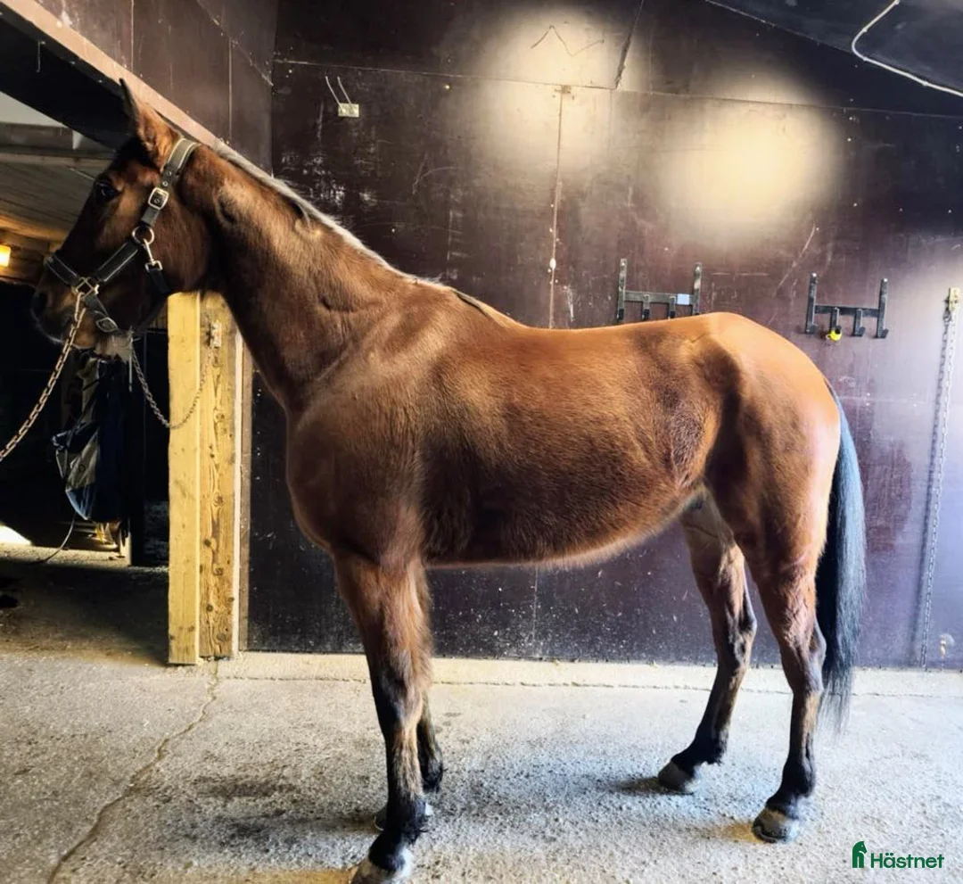 Allround hästar till salu: Fin kille söker nytt hem  - Annons 3