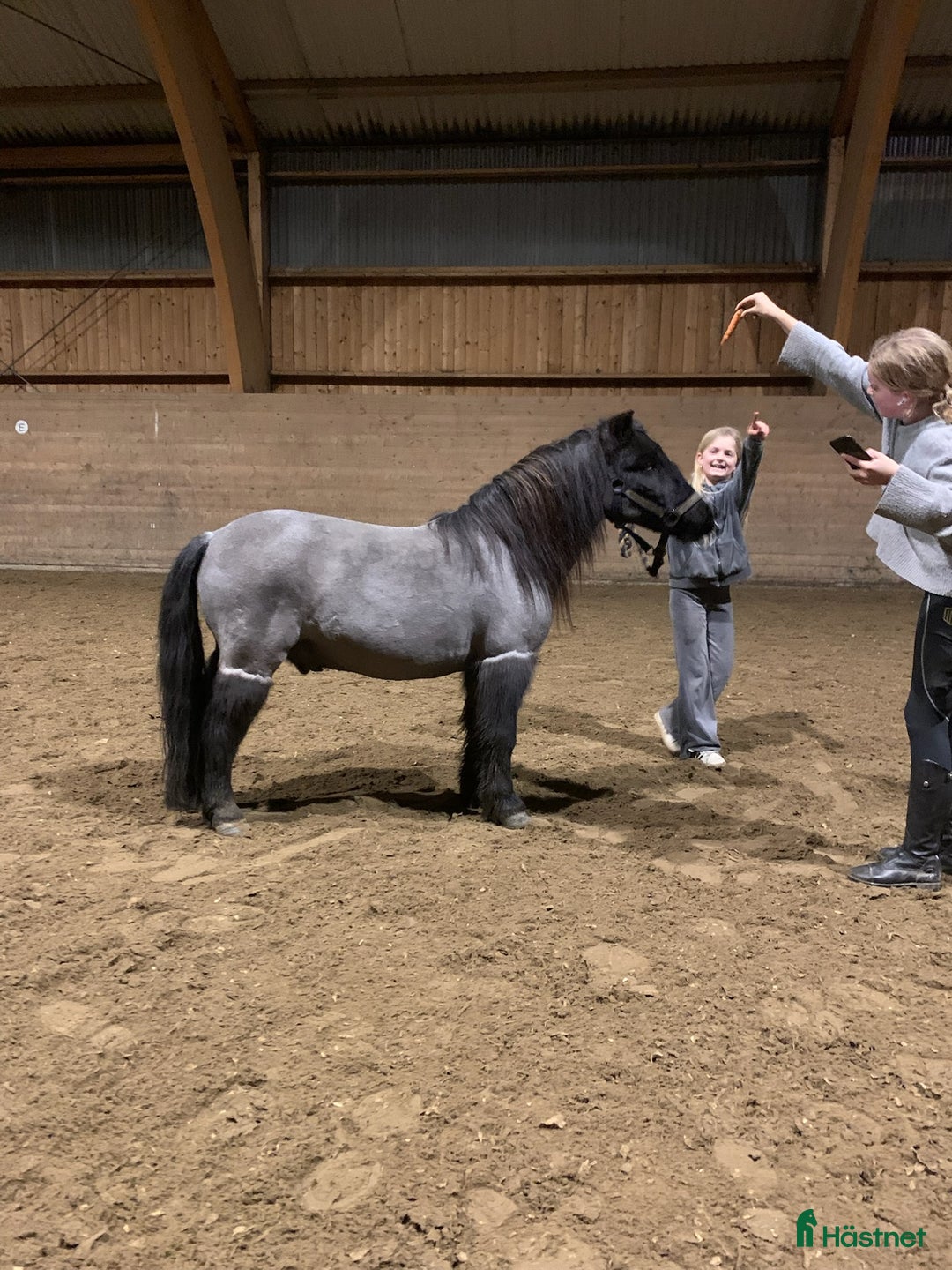 Allround hästar till salu: Trevlig shetlandsponny i Vallda - Annons 3