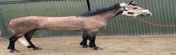 Allround hästar till salu: Selection of Connemara ponies  - Annons 3