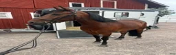 Allround hästar till salu: 7-årig New Forest D-ponny i Björkvik - Annons 4