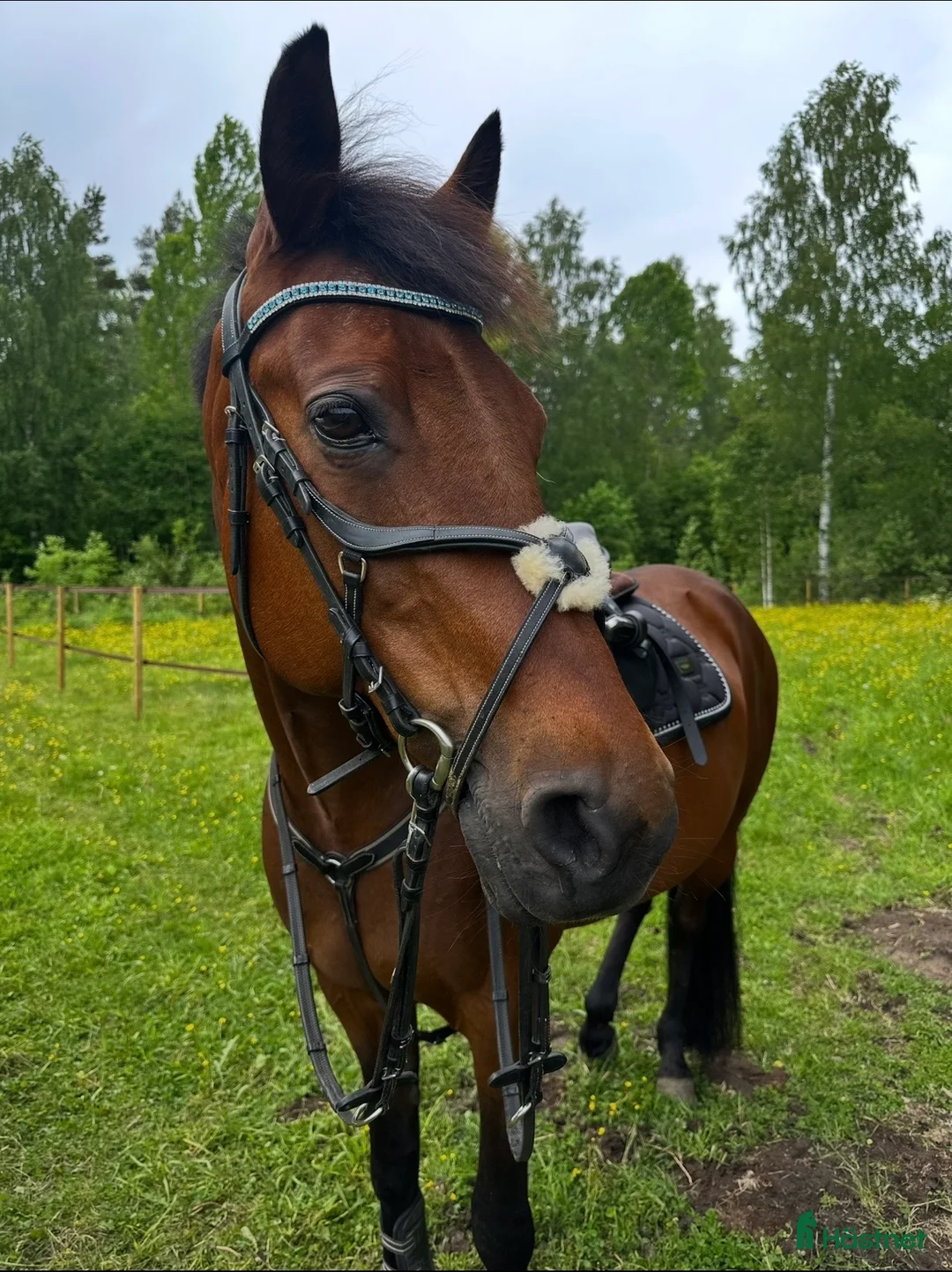  foderhäst finnes: Snällt sto med personlighet söker fodervärd🌟 - Annons 2