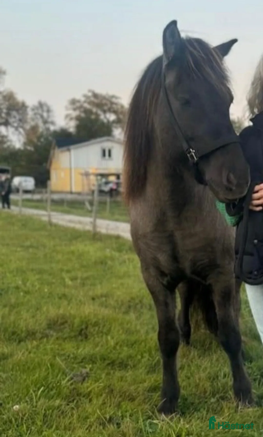 Övrigt hästar till salu: Pigg valack i Annerstad - Annons 2