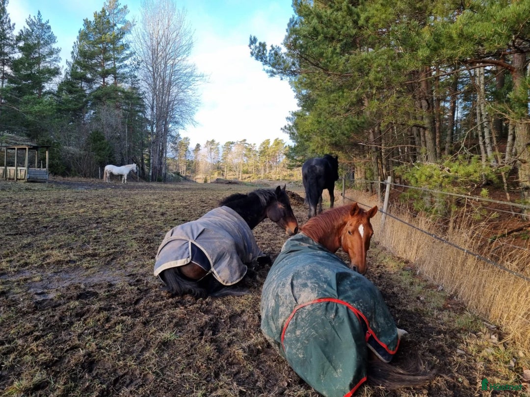  stallplats finnes: Stallplats med lång utevistelse i Värmdö - Annons 2