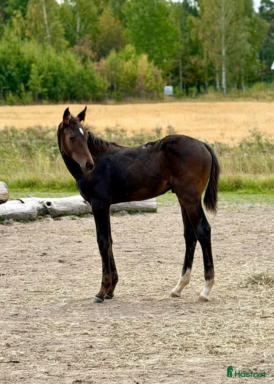 Fälttävlan hästar till salu: Två 🐎 fälttävlansstammade med möderne i OS - Annons 2