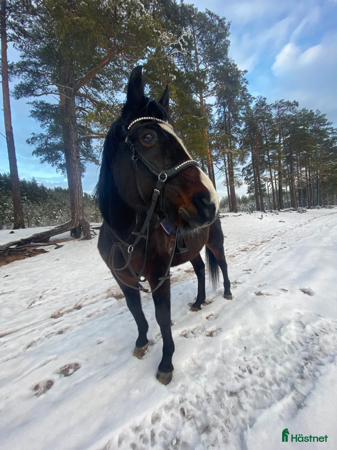 Övrigt hästar till salu: !!intresse koll!! i Mora - Annons 8