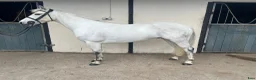 Hoppning hästar till salu: Attyrory Horses - Annons 22