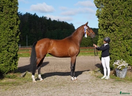  hästar Fint sto till salu!  - Annons 4