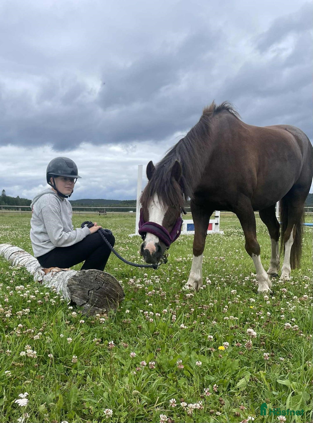 Allround hästar till salu: Välriden ponny i Norrköping - Annons 3