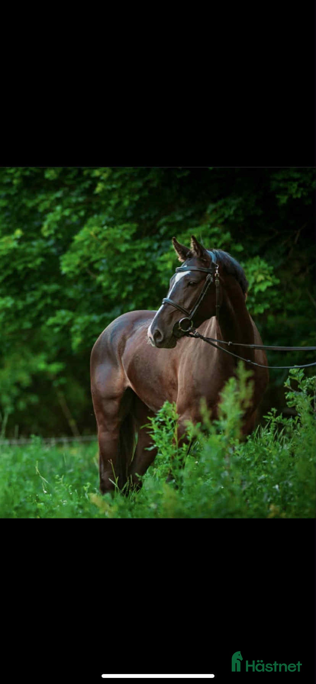 Allround hästar till salu: Trevlig & trygg ponny  i Eldsberga - Annons 3