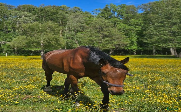  hästar i Lidköping - Annons 4