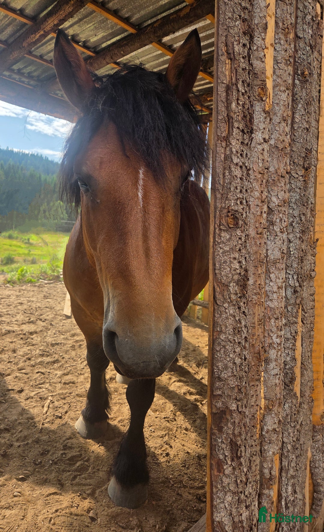 Allround hästar till salu: Ardenner i Gardvik - Annons 2