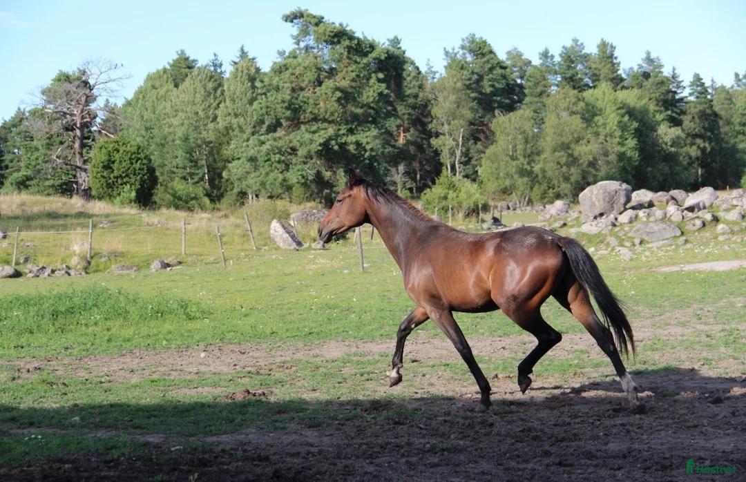 Dressyr hästar till salu: Vackert sto med fina gångarter - Annons 2