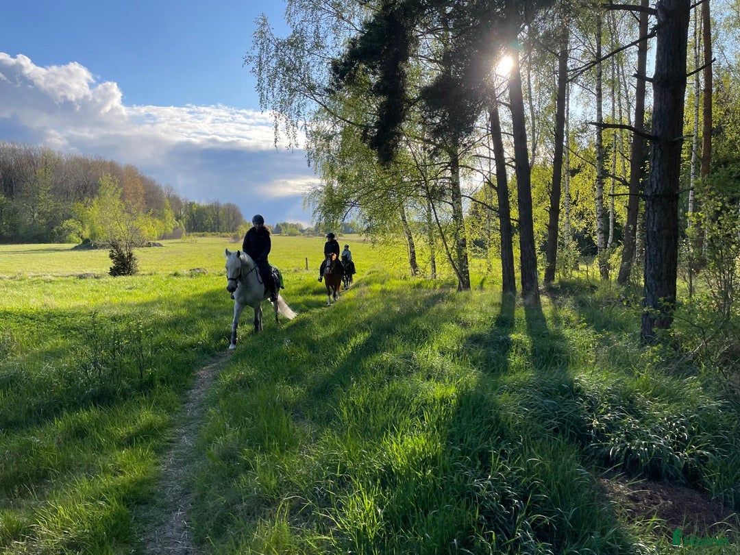  stallplats finnes: Stallplats fång känslig ponny /shettis ev häst - Annons 2