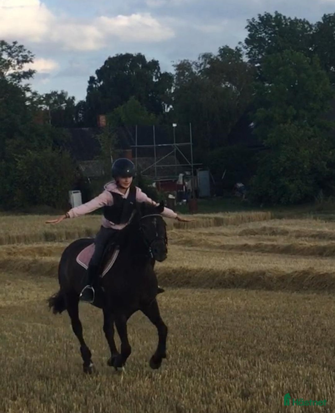 Hoppning hästar till salu: Bästa ponnyn söker ny kärleksfull familj  i Malmö - Annons 13