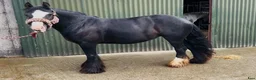 Allround hästar till salu: Bombproof / therapy pony - Annons 9