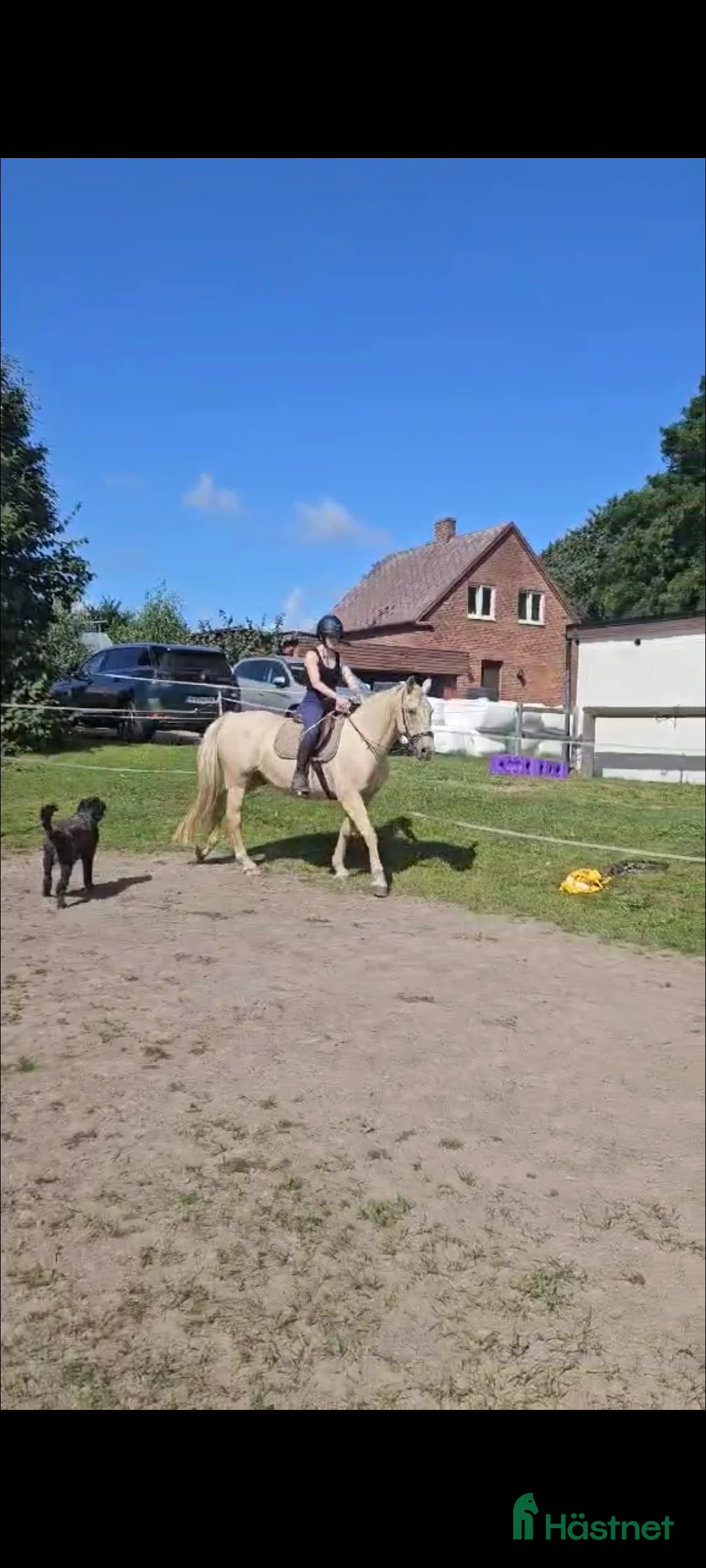 Akademiskt hästar till salu: Underbar valack  i Asmundtorp - Annons 5