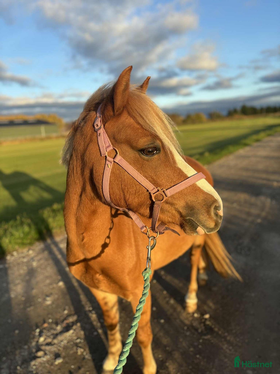 Allround hästar till salu: Vacker och lättlärd ponny till salu - Annons 4