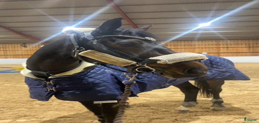 Galleribild {{count}}