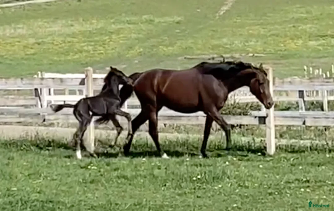Avelshästar hästar till salu: Avelssto dräktig med Majestic Justice i Salbohed - Annons 6