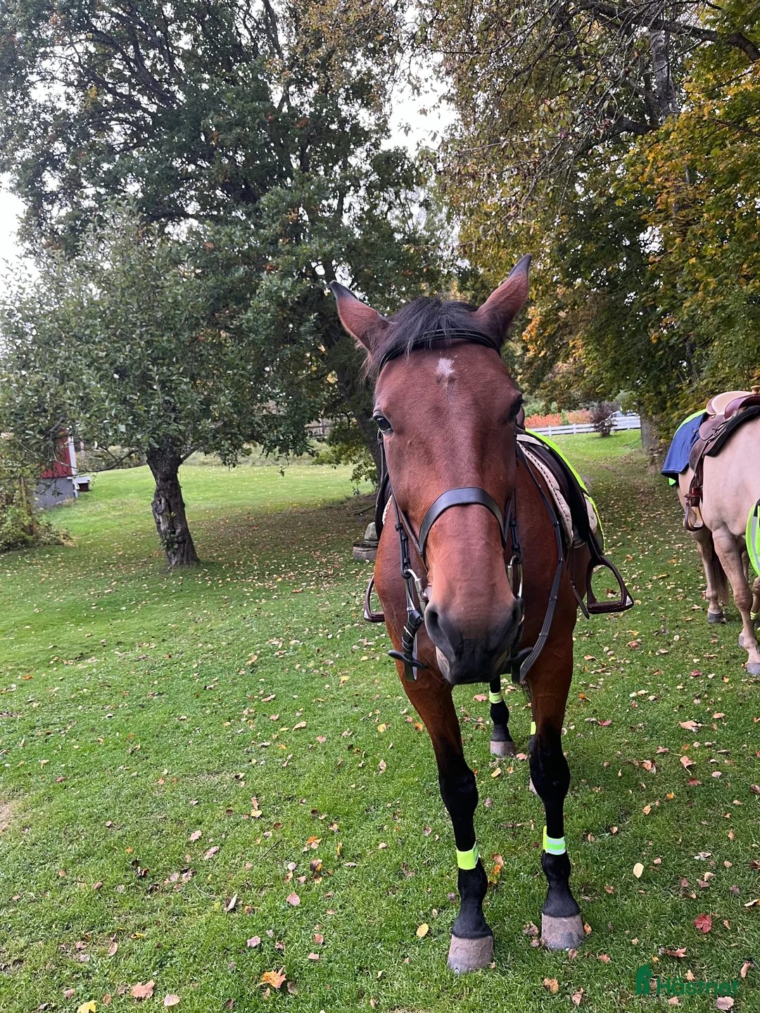 Övrigt Ridkläder ryttarutrustning till salu: Söker en ridkompis  i Vinninga - Annons 2