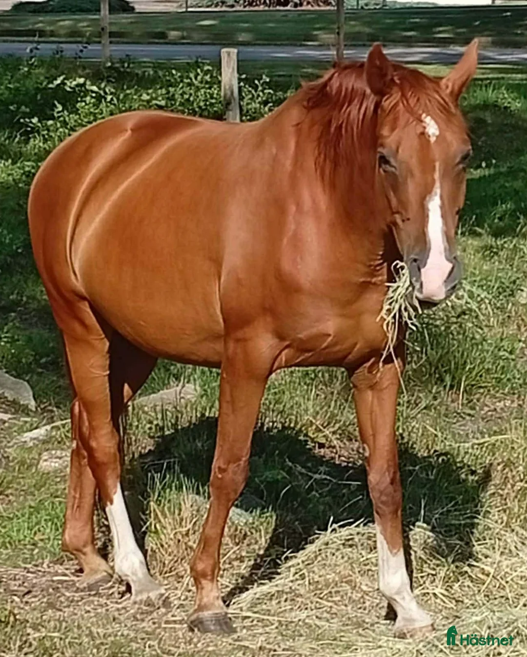 Dressyr hästar till salu: SWB dressyr sto, ej inriden. - Annons 2