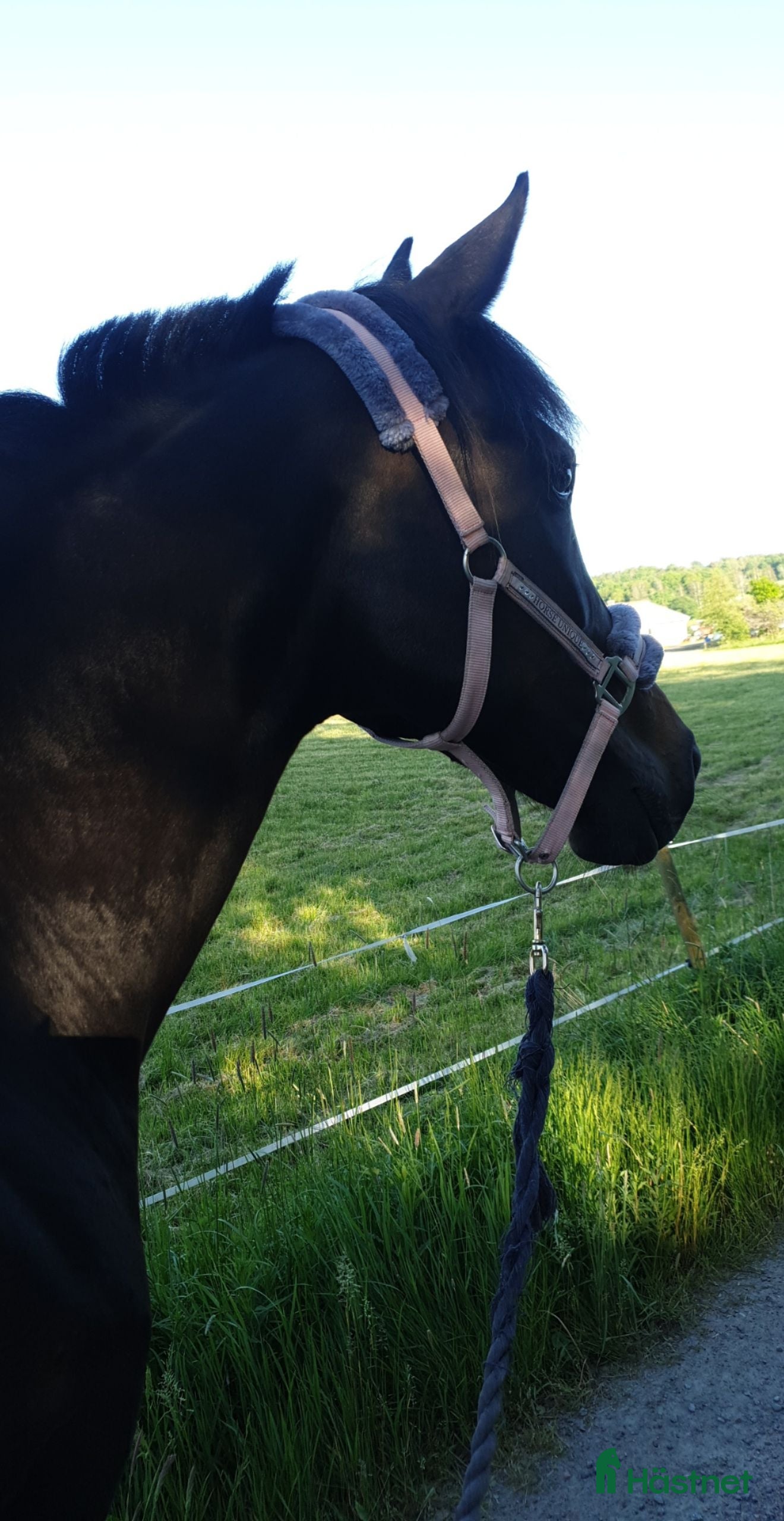  hästar Söker sto för avel i Hålanda - Annons 4