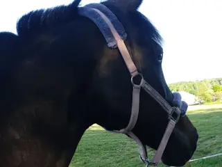 hästar Söker sto för avel i Hålanda - Annons 4