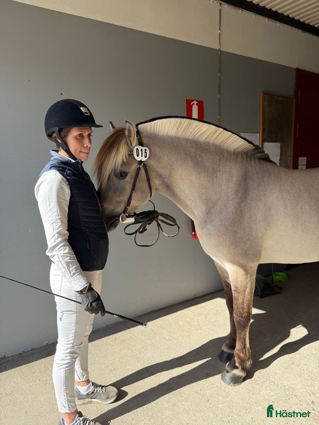 Allround hästar till salu: Unik 3 års hingst (kan bli valack) i Genarp - Annons 13