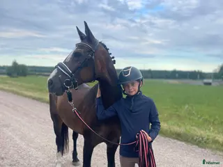 hästar Fin C-ponny som projekt - Annons 2