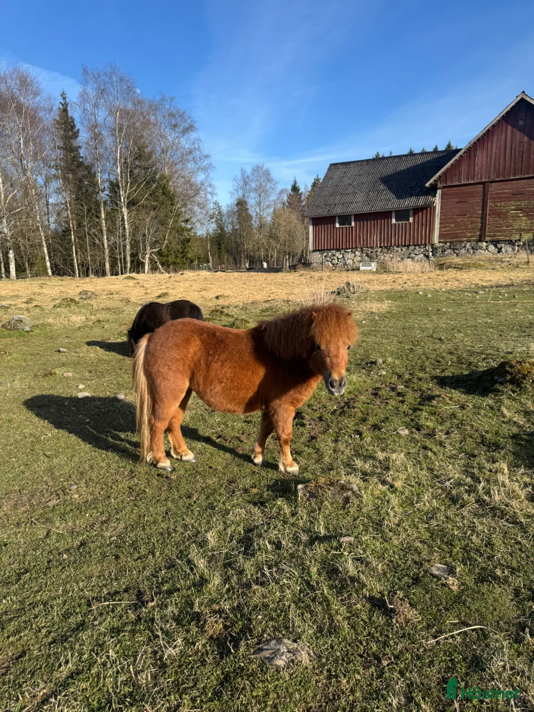 Allround hästar till salu: Gulligt mini sto  - Annons 1