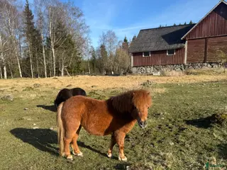 hästar Gulligt mini sto - Annons 1