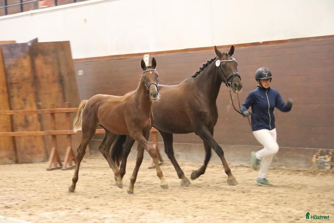 Dressyr hästar till salu: Fantastiskt framtidslöfte  i Kvänum - Annons 2