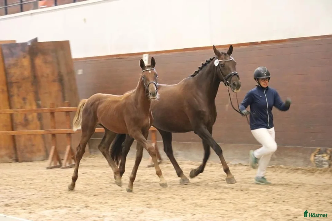 Dressyr hästar till salu: Fantastiskt framtidslöfte  - Annons 2