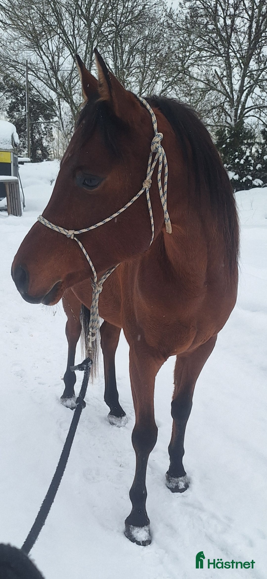  hästar Intressekoll i Rimbo - Annons 9