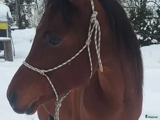 hästar Intressekoll i Rimbo - Annons 9