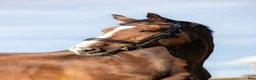 Hoppning hästar till salu: Superfin valack  i Rimbo - Annons 1