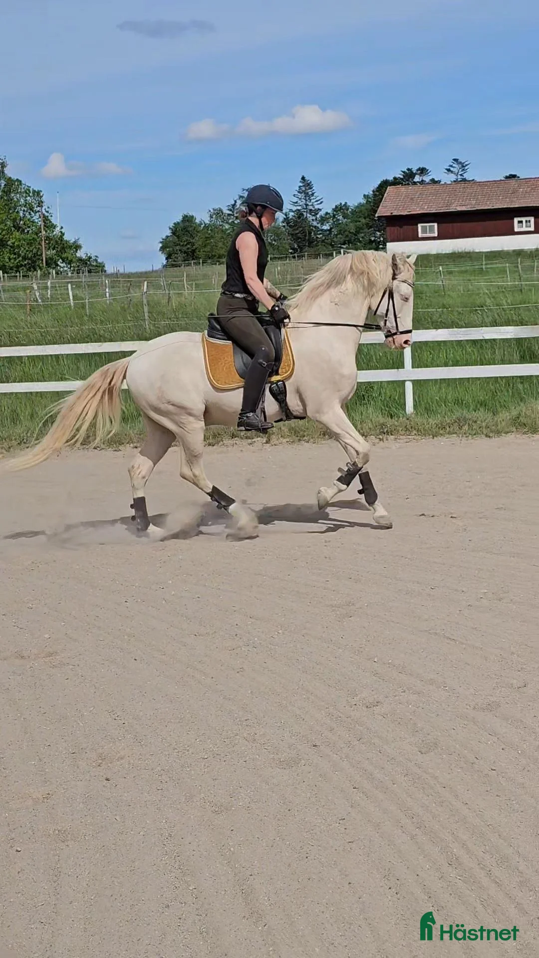 Working Equitation hästar till salu: Lusitano valack av guld i Skultuna - Annons 2