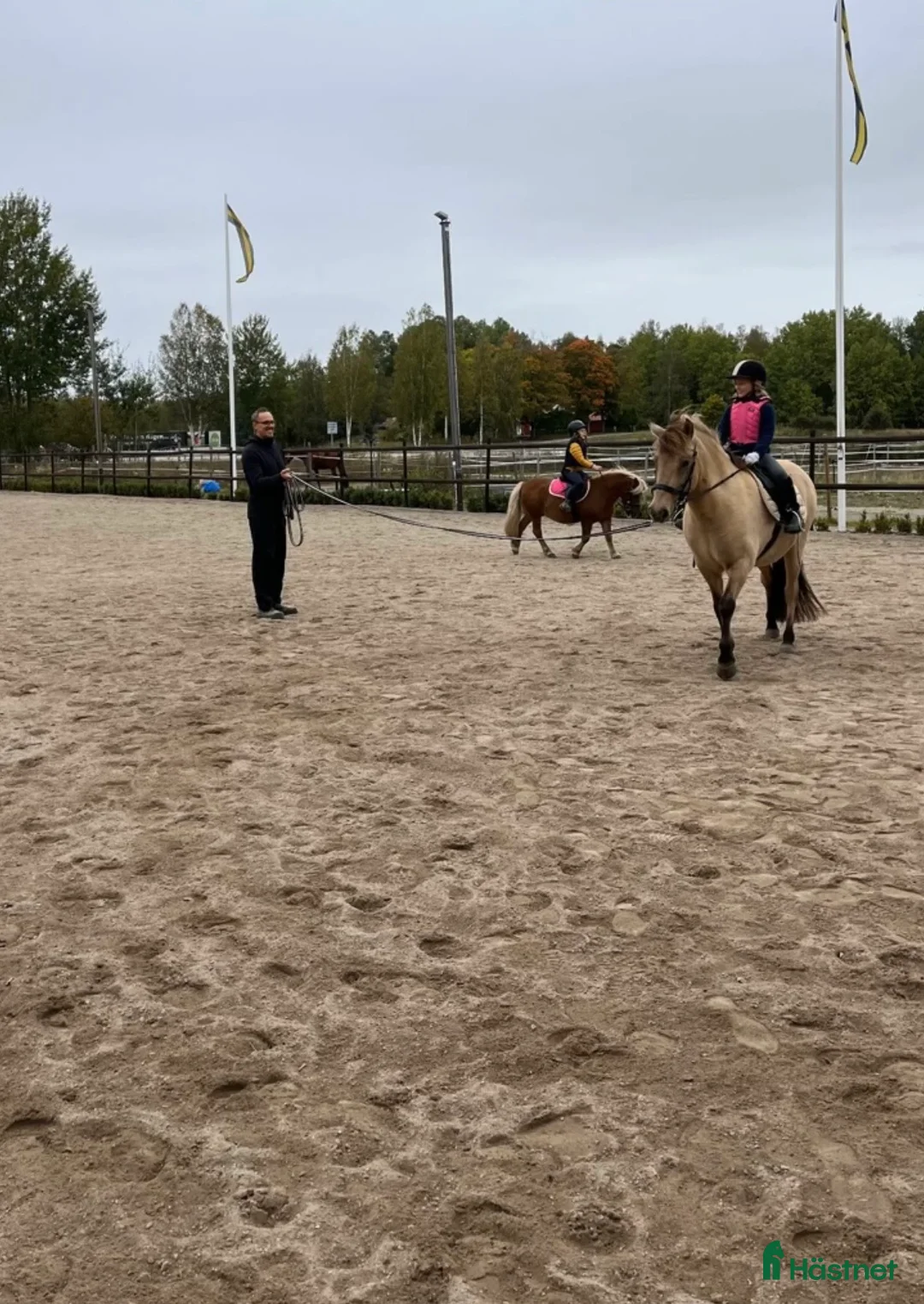  foderhäst finnes: Vänliga Tindra söker fodervärd i Valbo - Annons 4