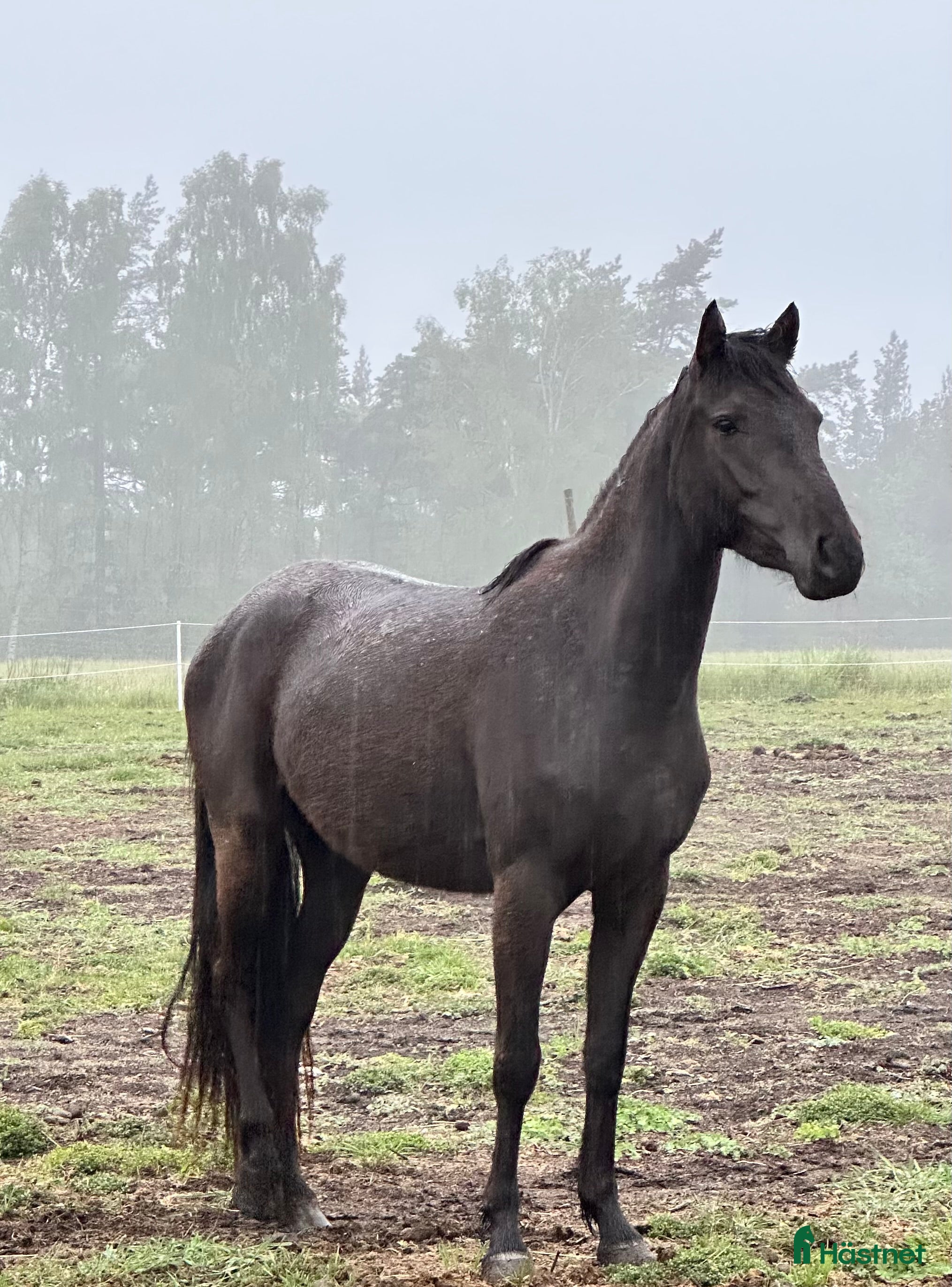  hästar Härlig ponny  i Tingstäde - Annons 7
