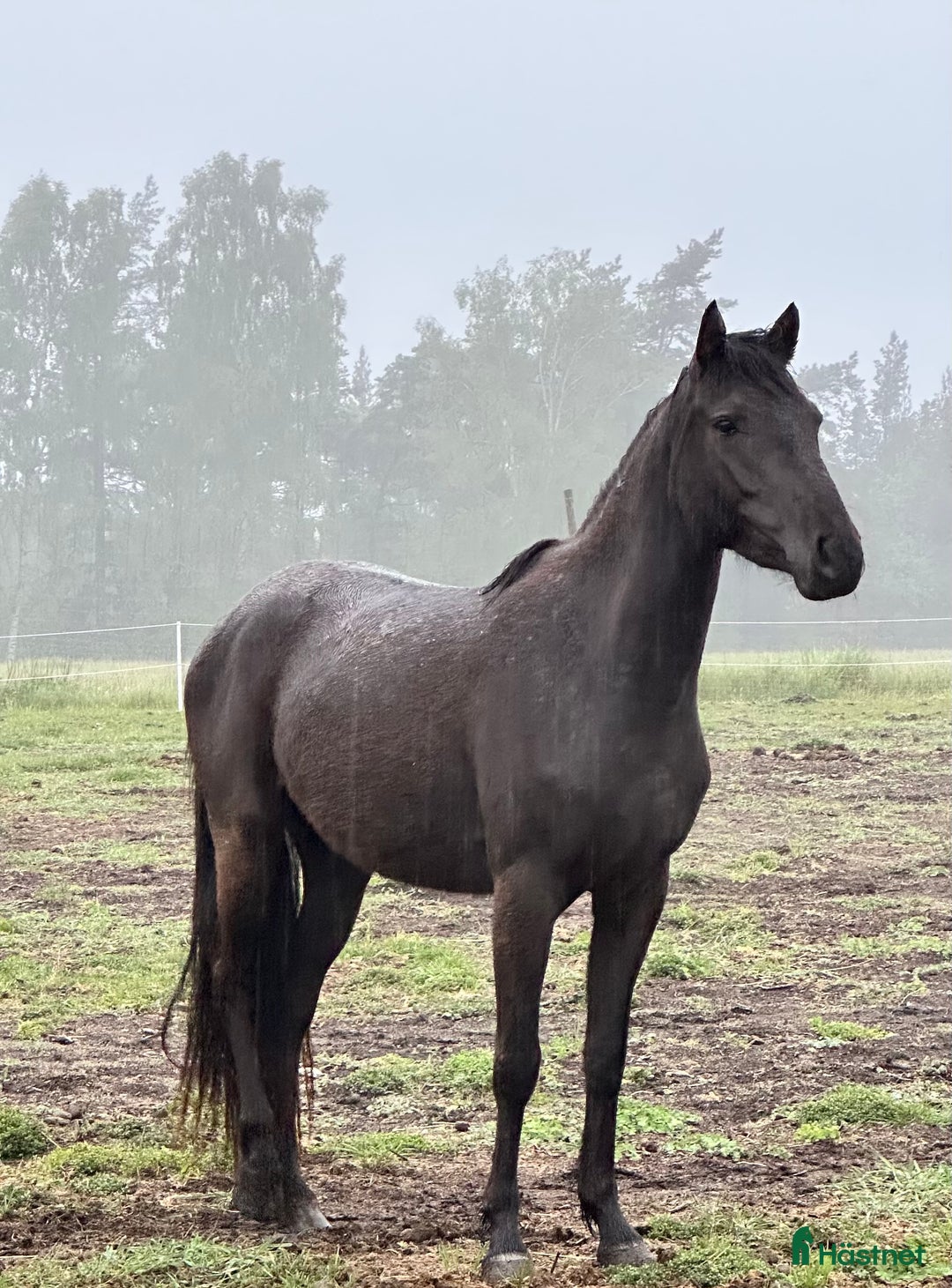 Allround hästar till salu: Härlig ponny  i Tingstäde - Annons 1