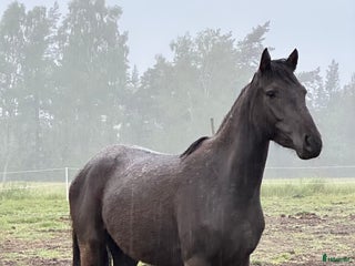 hästar Härlig ponny i Tingstäde - Annons 18