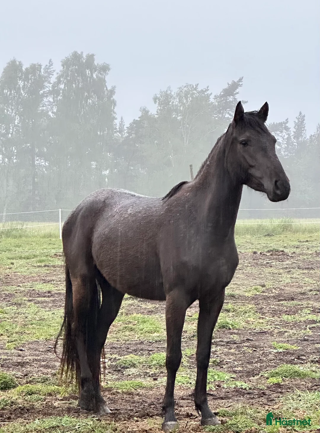 Allround hästar till salu: Din framtida ponny  - Annons 1