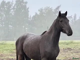 hästar Din framtida ponny - Annons 8