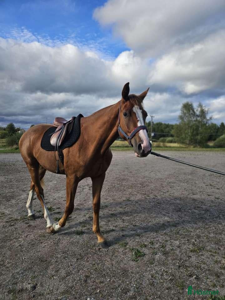  hästar Snygg kille för framtiden!  - Annons 2