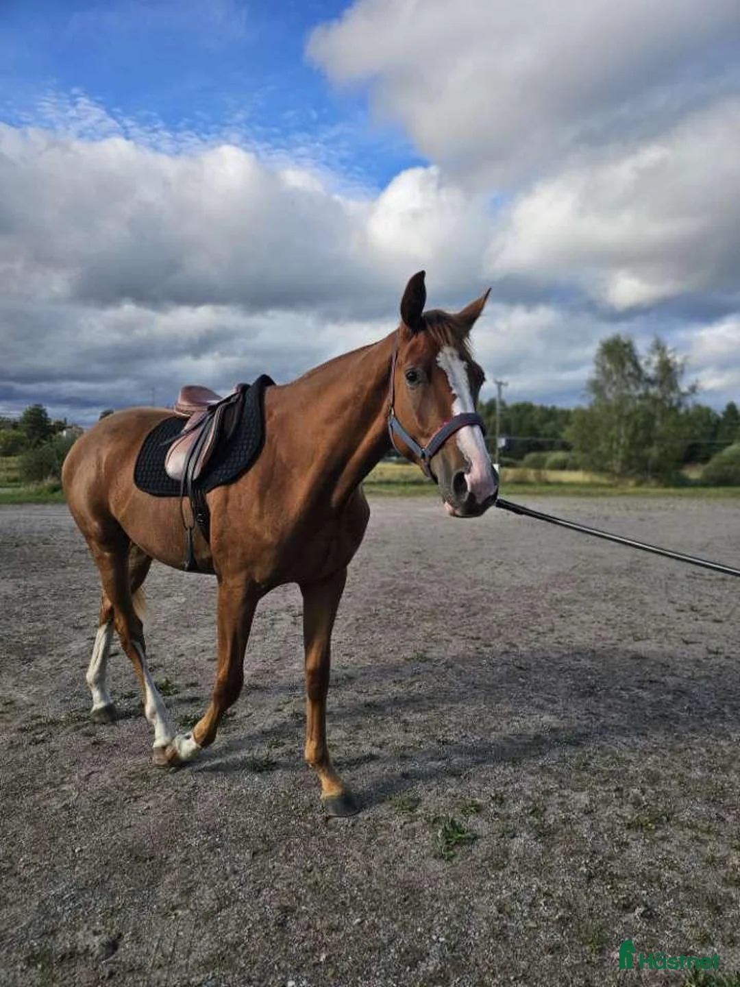 Hoppning hästar till salu: Snygg kille för framtiden!  - Annons 2