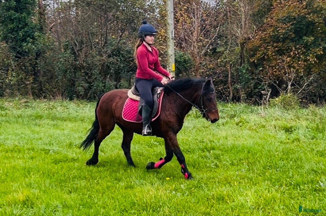 Allround hästar till salu: Allrounder ponies i Ljungby - Annons 16